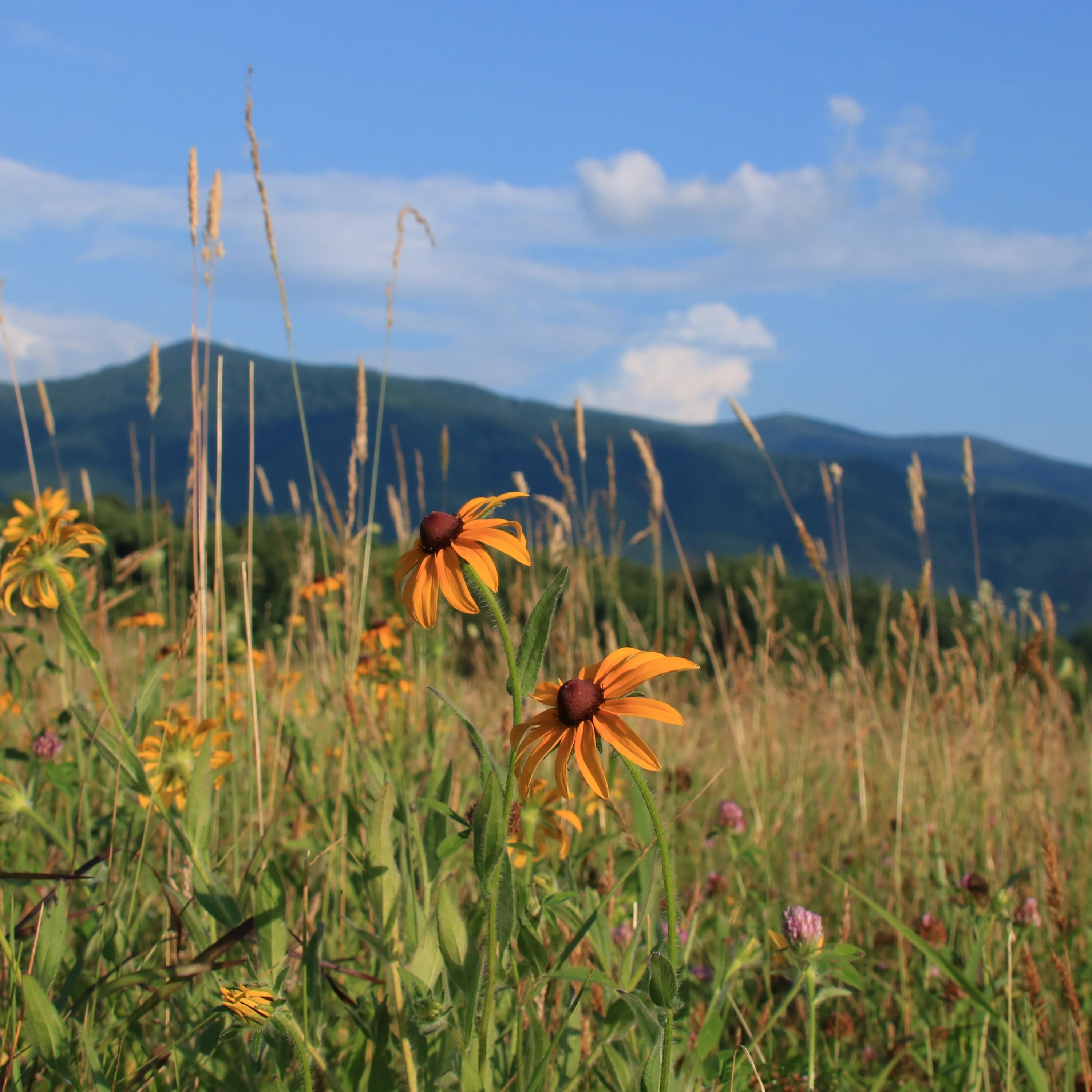 A paved road, fence, and field in the foreground with rolling mountains on the horizon.