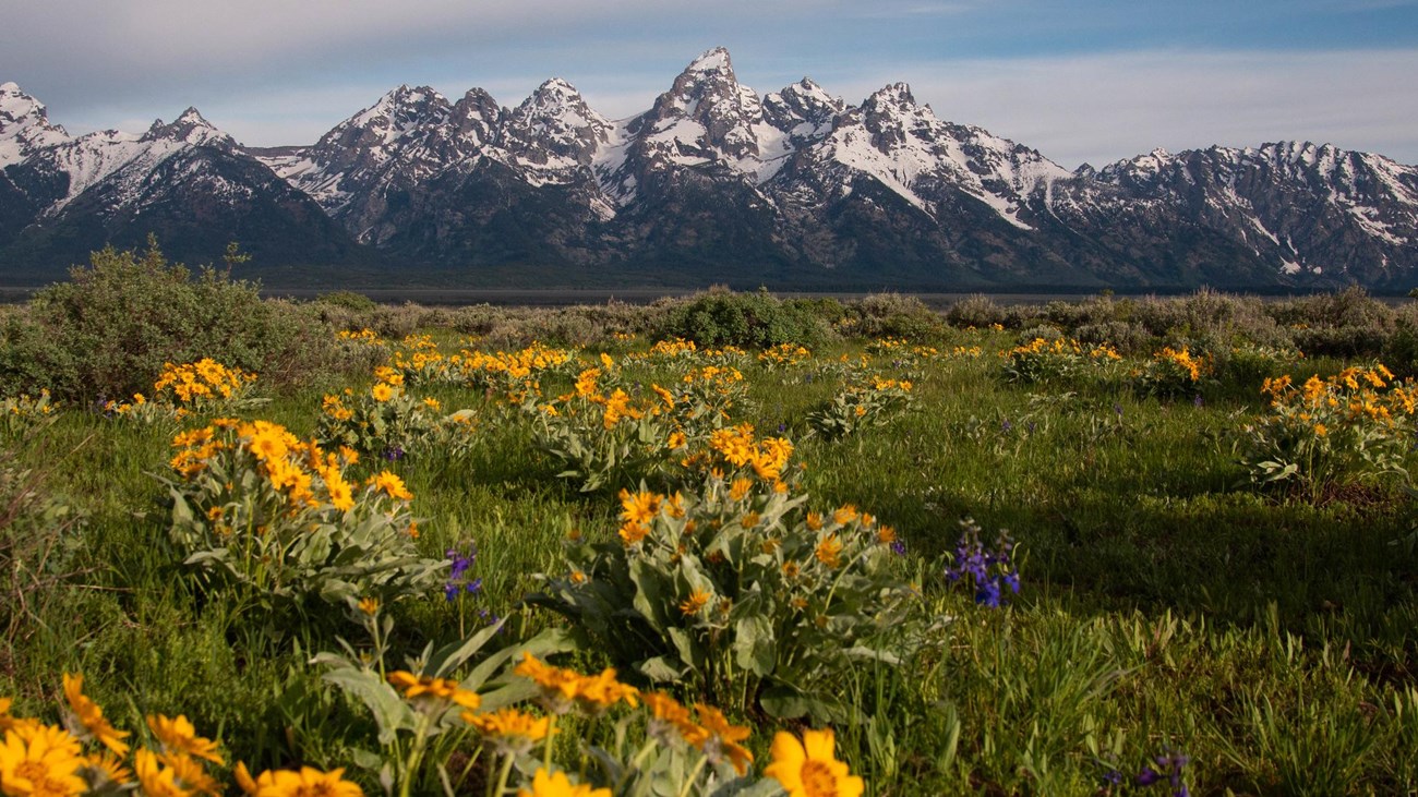 Yellow flowers bloom in a sagebrush meadow in front of a mountain range.