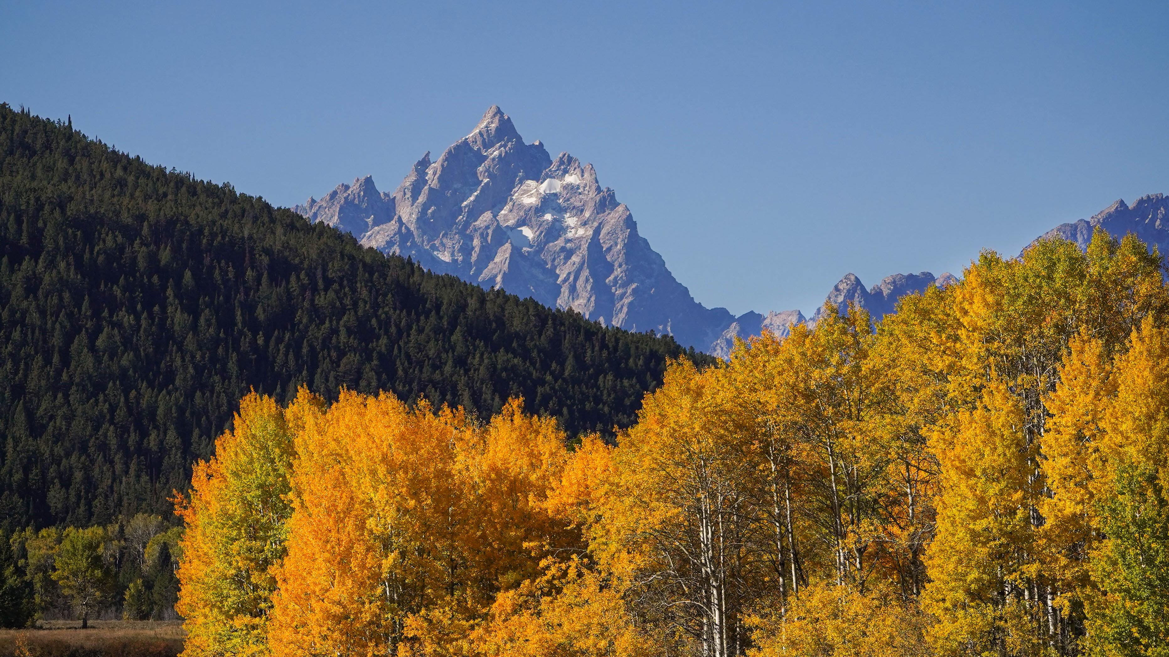 Golden aspens in full fall color with Teton Range in the distance.