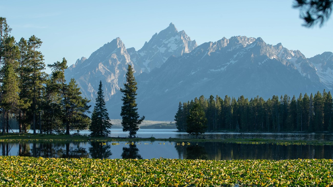 Pond with lily pads with the mountains of the Teton Range reflected on clear day