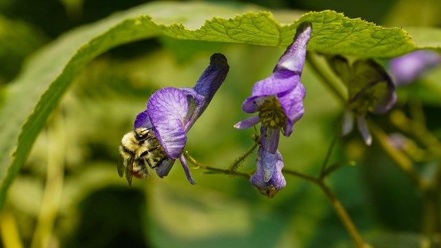 a purple flower with a bee on it