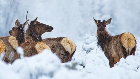 Elk herd in the snow.