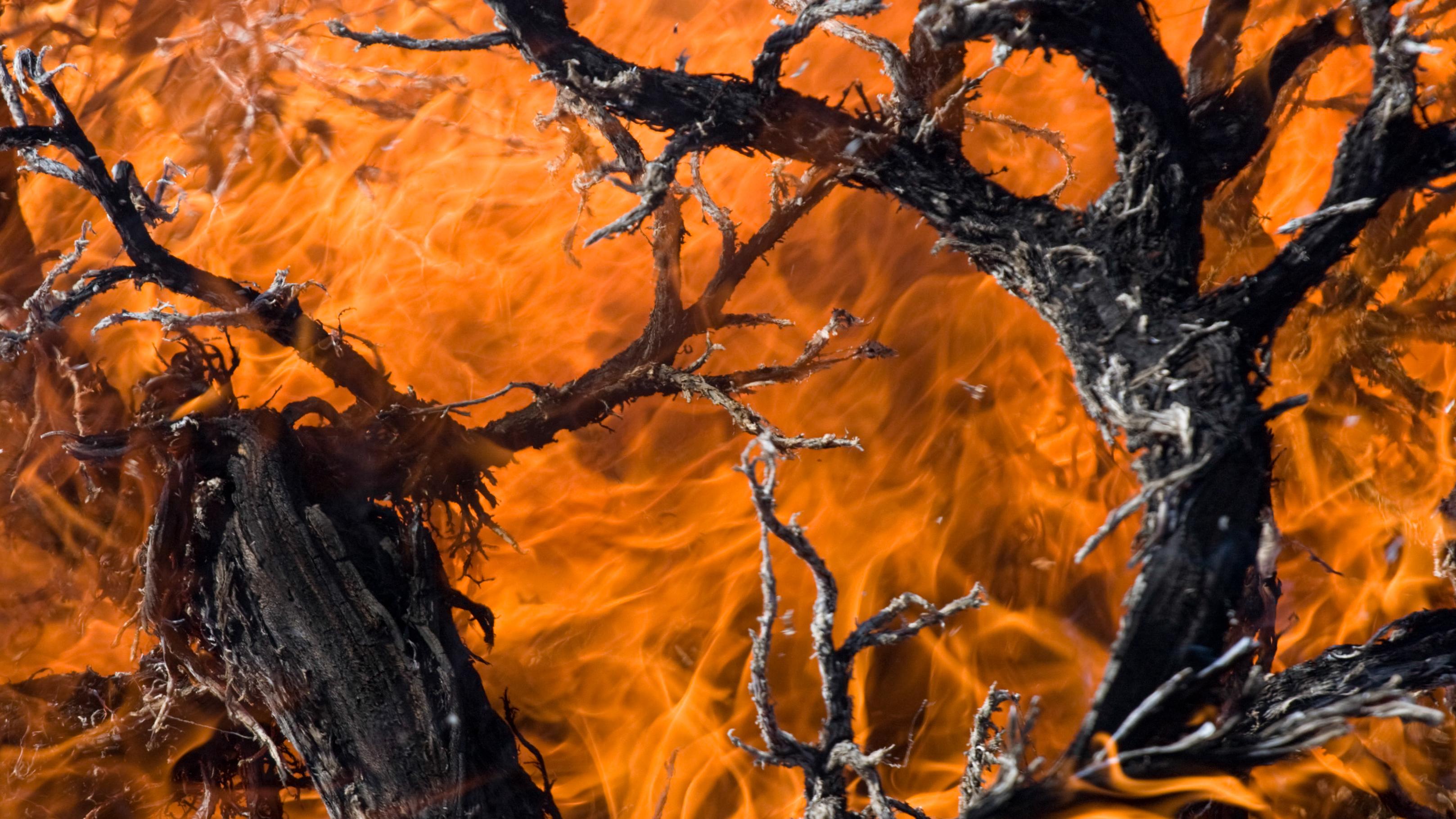 Branches burn, with orange flame filling the image.