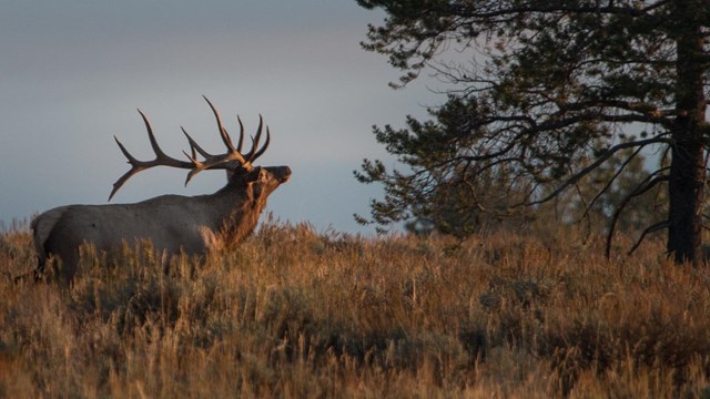 Bull elk preparing to bugle with head and antler raised. Standing in dried grasses near a lone tree.