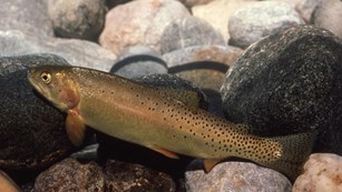 Cutthroat trout with distinctive red slash by gills swimming above cobbles.