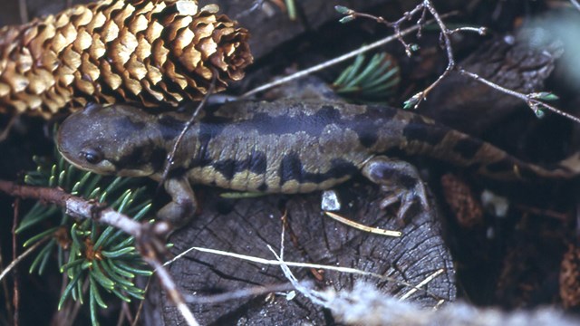 Salamander on a rock crawling past a spruce cone with a sprig of needles and snow.