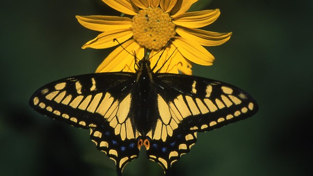 Yellow and black swallowtail butterfly that has landed on a yellow composite flower.