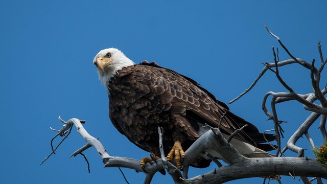 Mature bald eagle with white head and dark body roosting in a dead tree with the blue sky above.