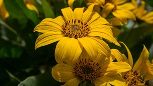 A bright yellow flower