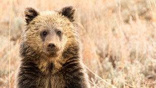 A grizzly bear cub