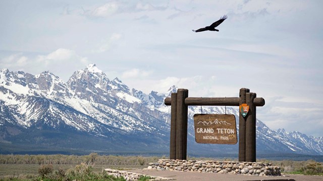 Raven flies over Grand Teton National Park sign with mountain range in the background