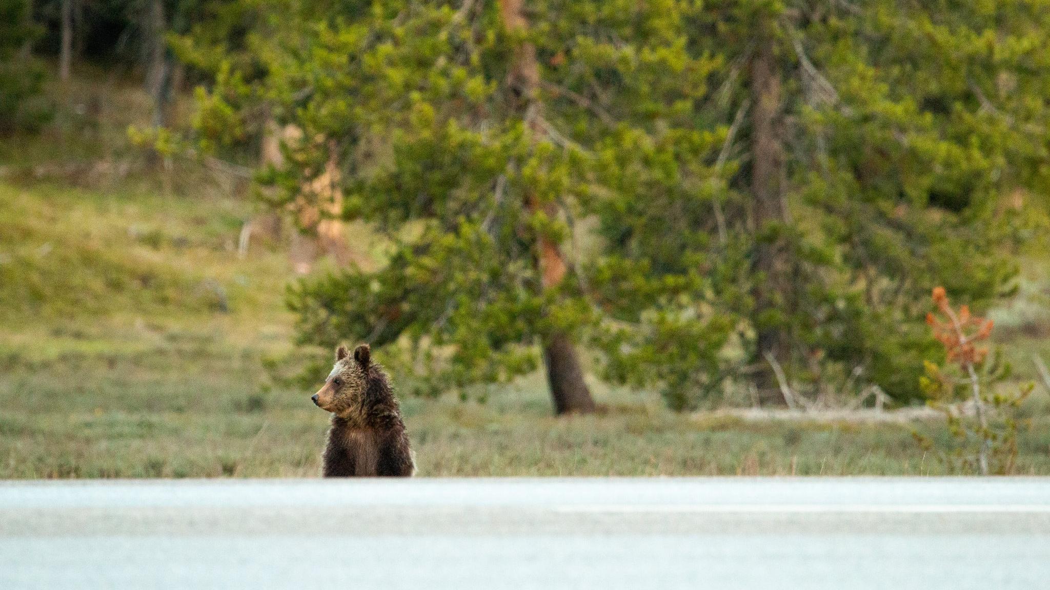 A grizzly cub watches the road before crossing