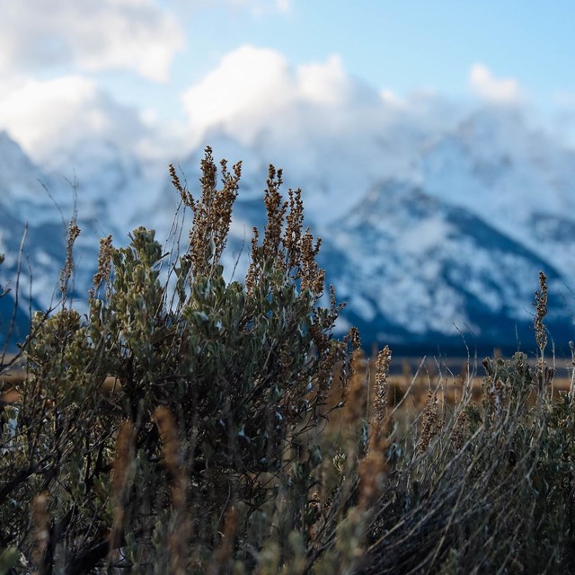 A sagebrush shrub with the snow-covered Teton Range in the background