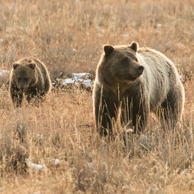 A mother grizzly and cub walk through a field.
