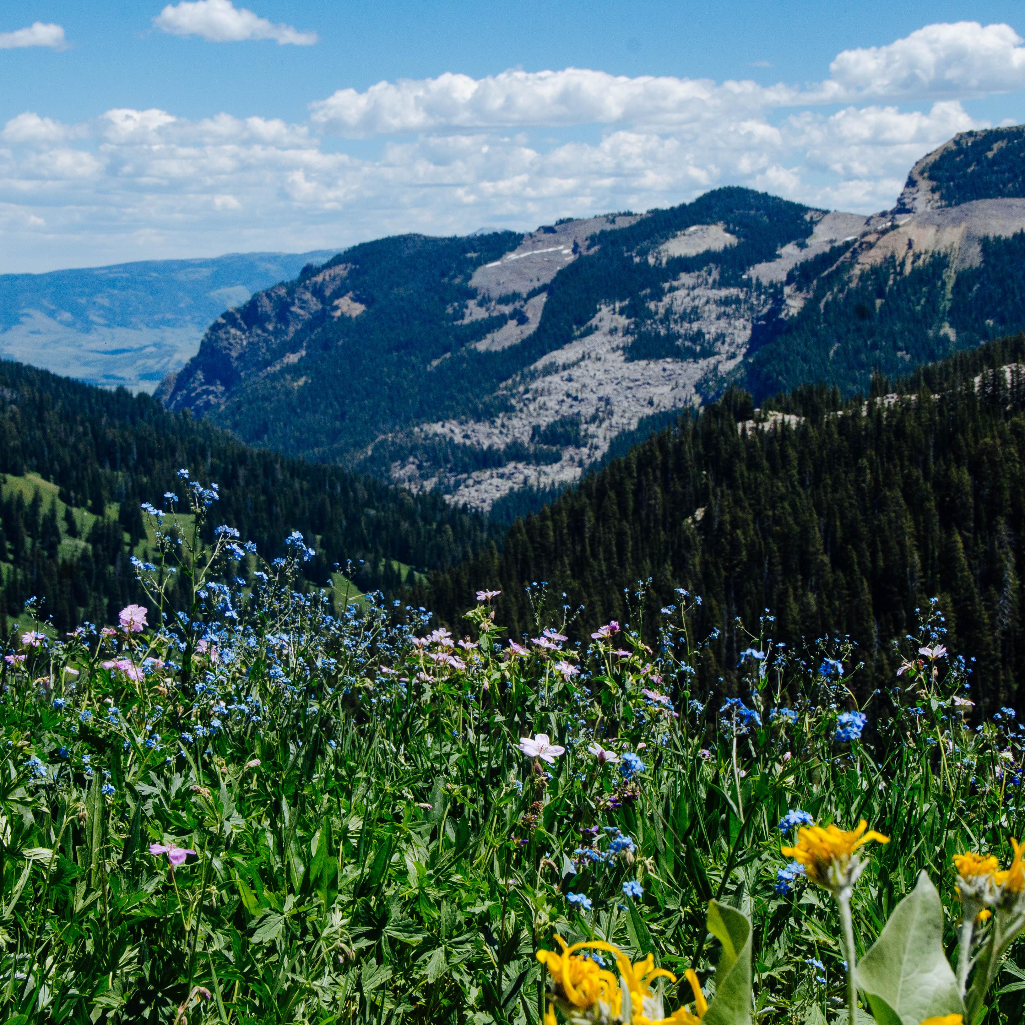 Wildflowers bloom in a mountain canyon.
