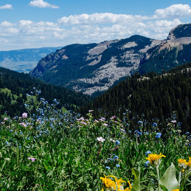 Wildflowers bloom in a mountain canyon.