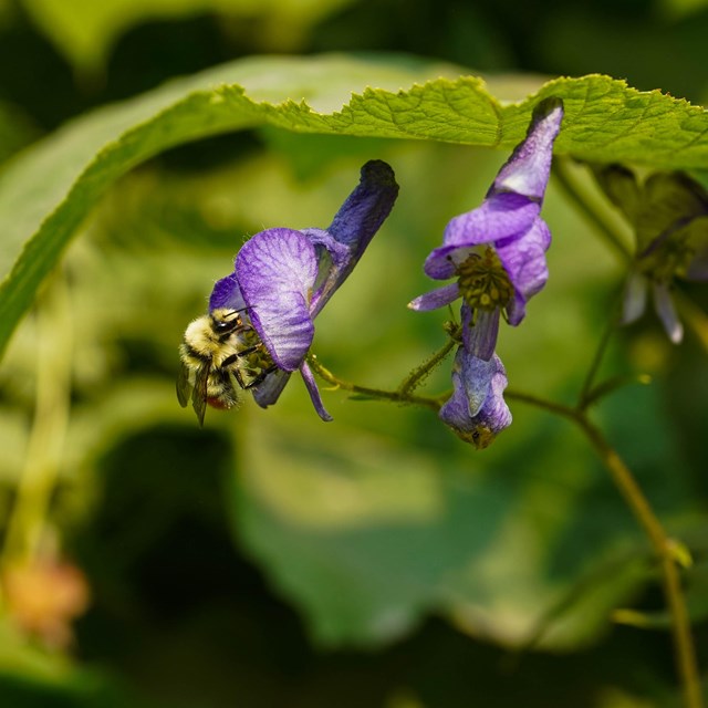 a purple flower with a bee on it