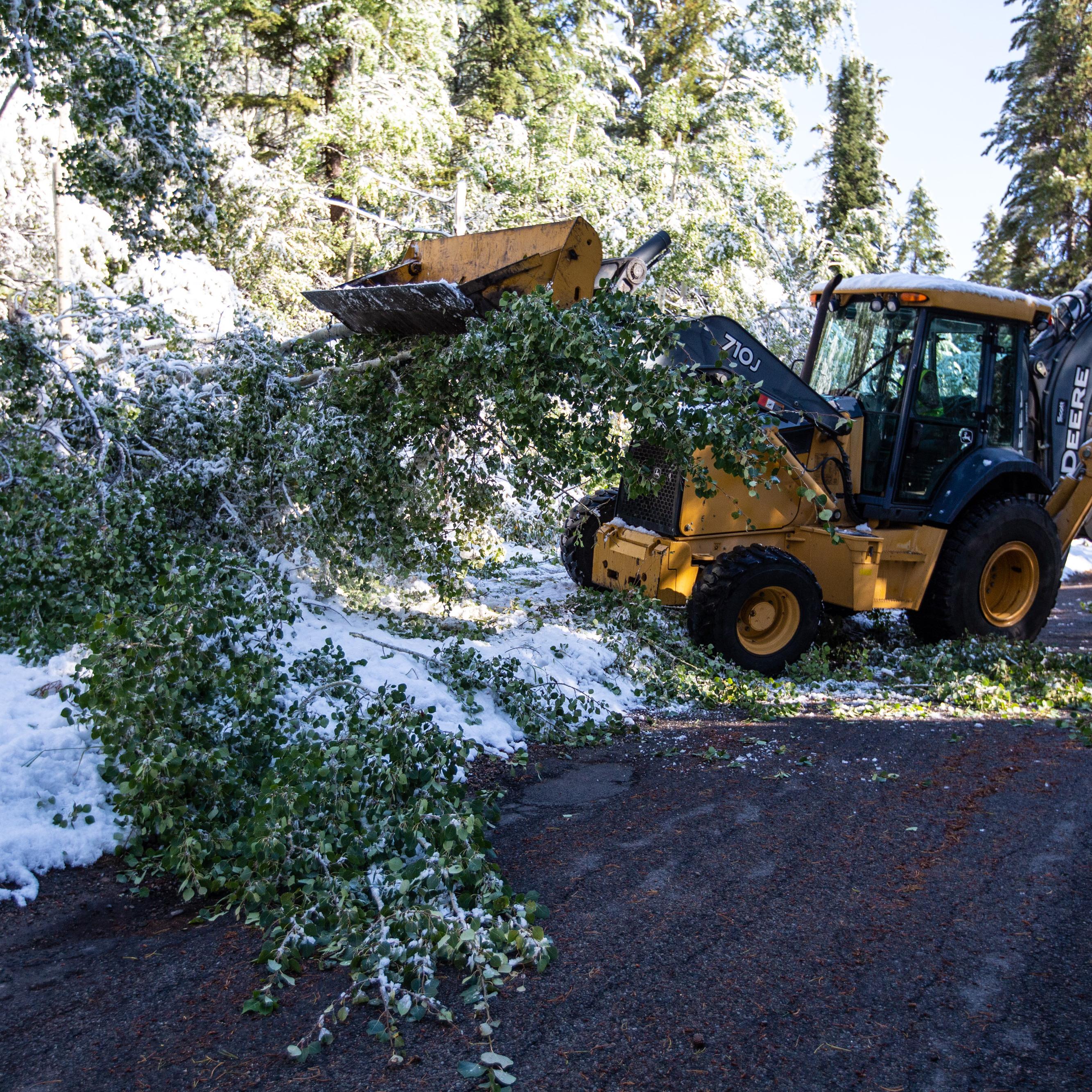 Tree being moved on road by a front end loader