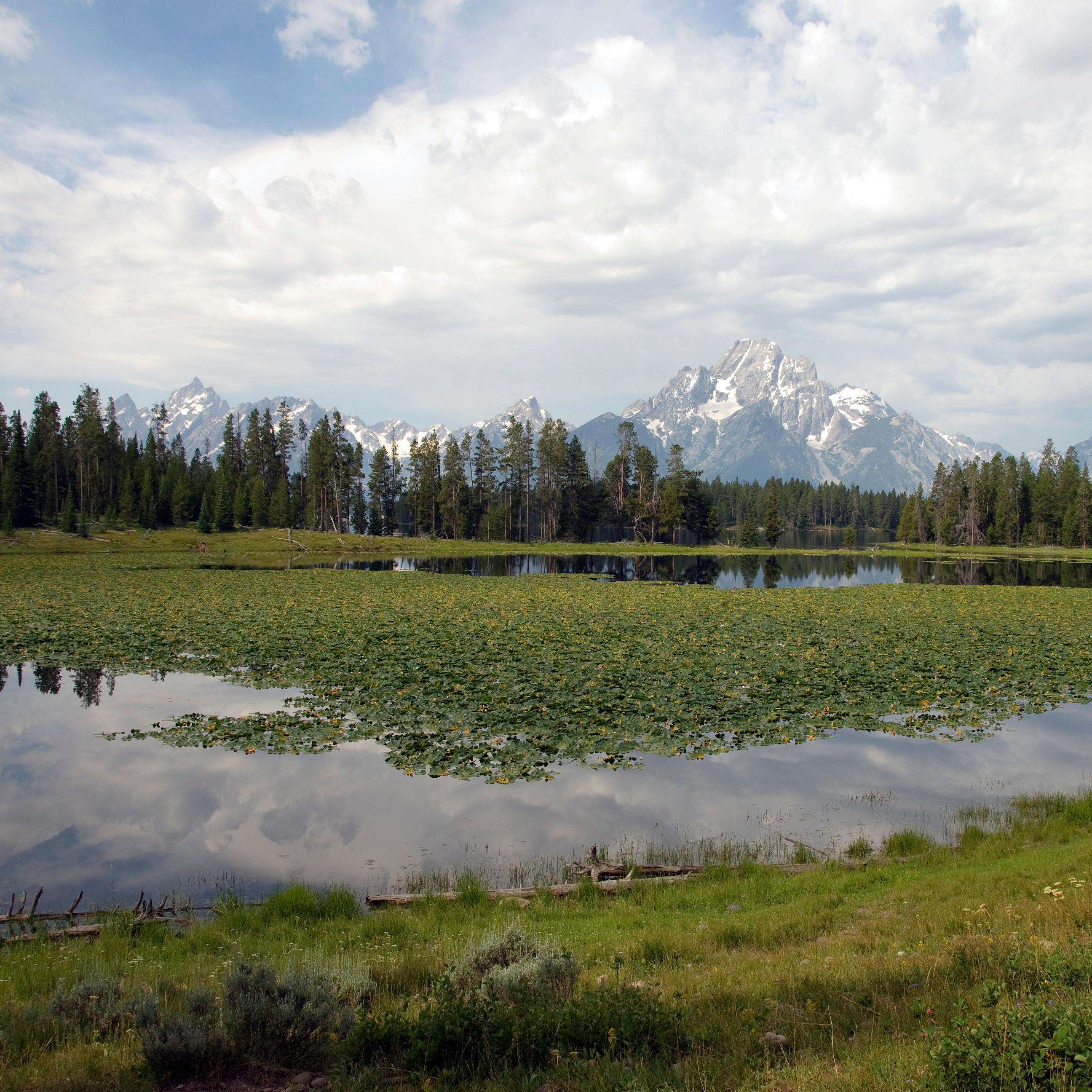 Mountains across a Lilly pad covered pond.