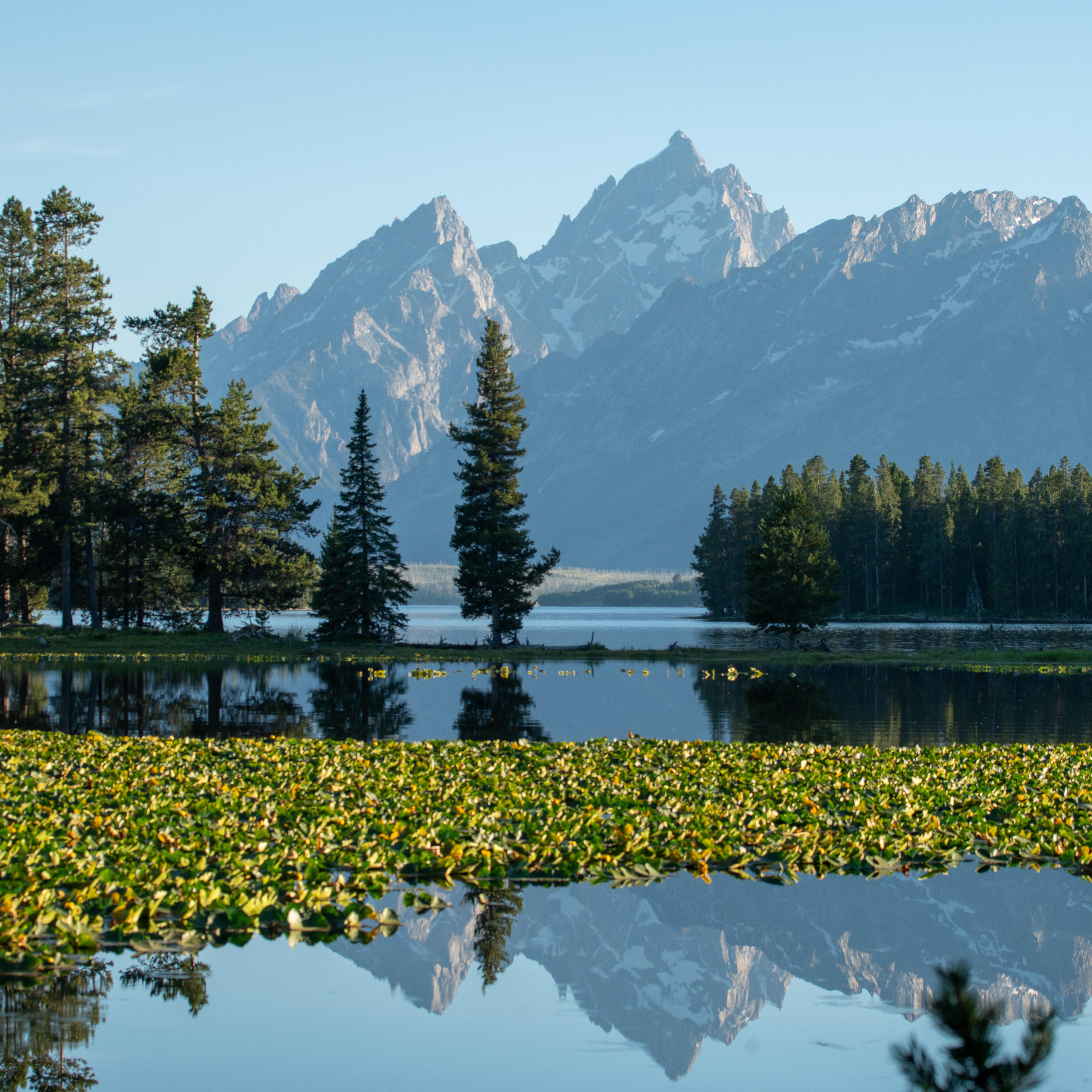 Mountains reflected on a Lilly pad covered pond.