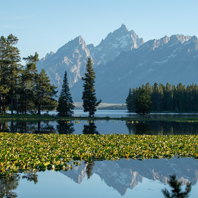 Mountains reflected on a Lilly pad covered pond.