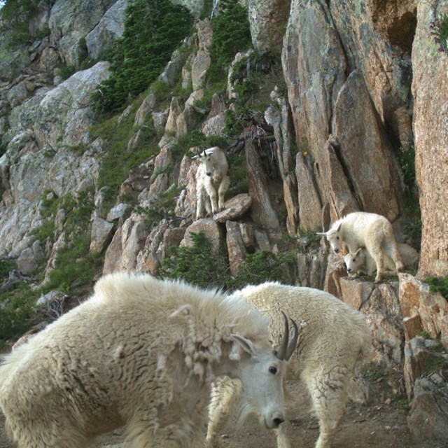 Mountain goat nannies and kids on a rock outcrop with shrubs clinging.