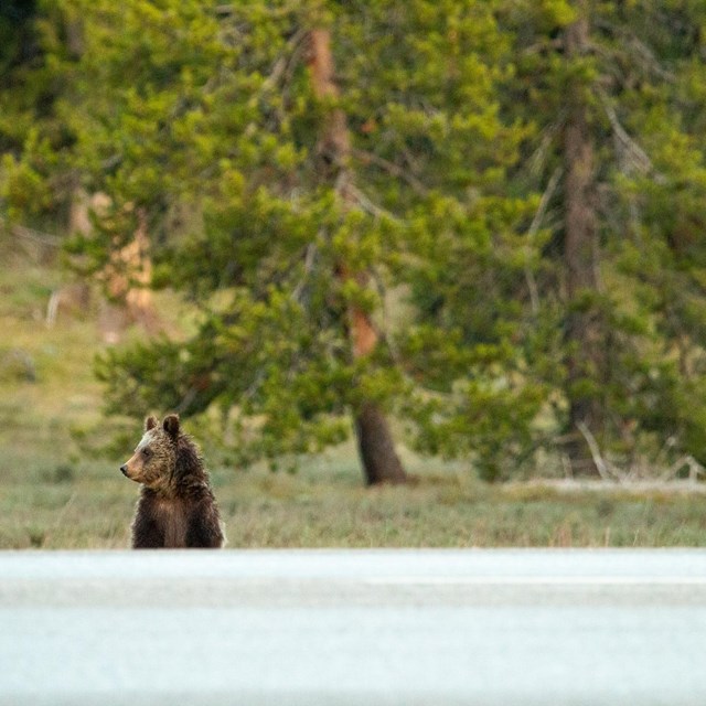 A grizzly cub watches the road before crossing