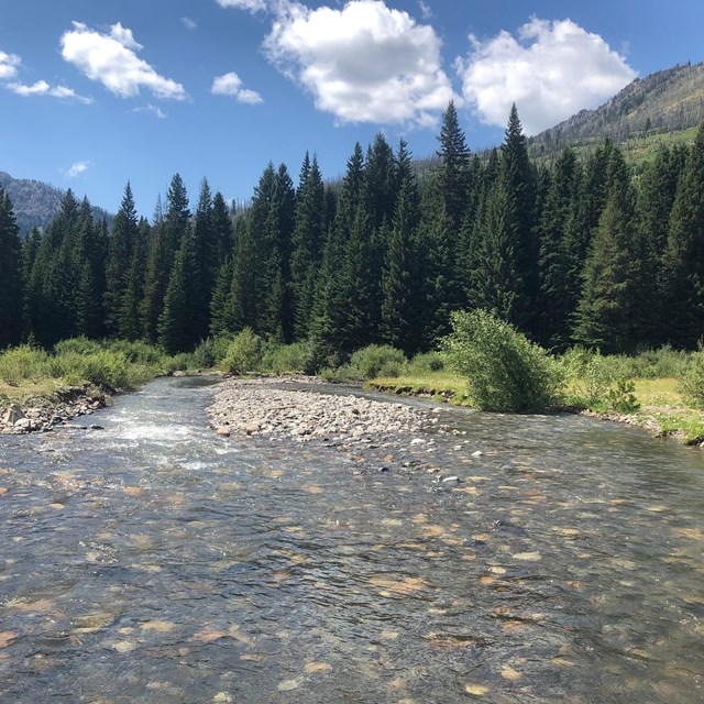 Wide, shallow river lined by tall dark green conifers.
