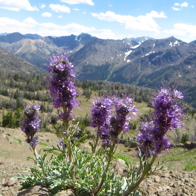 Purple flowers on an alpine ridge.