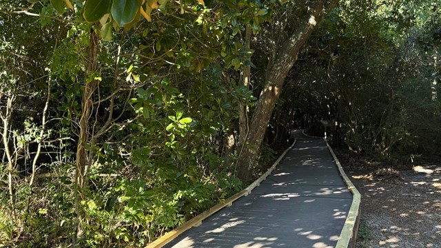A sandy path winds lined with pine needles trails into the forest.
