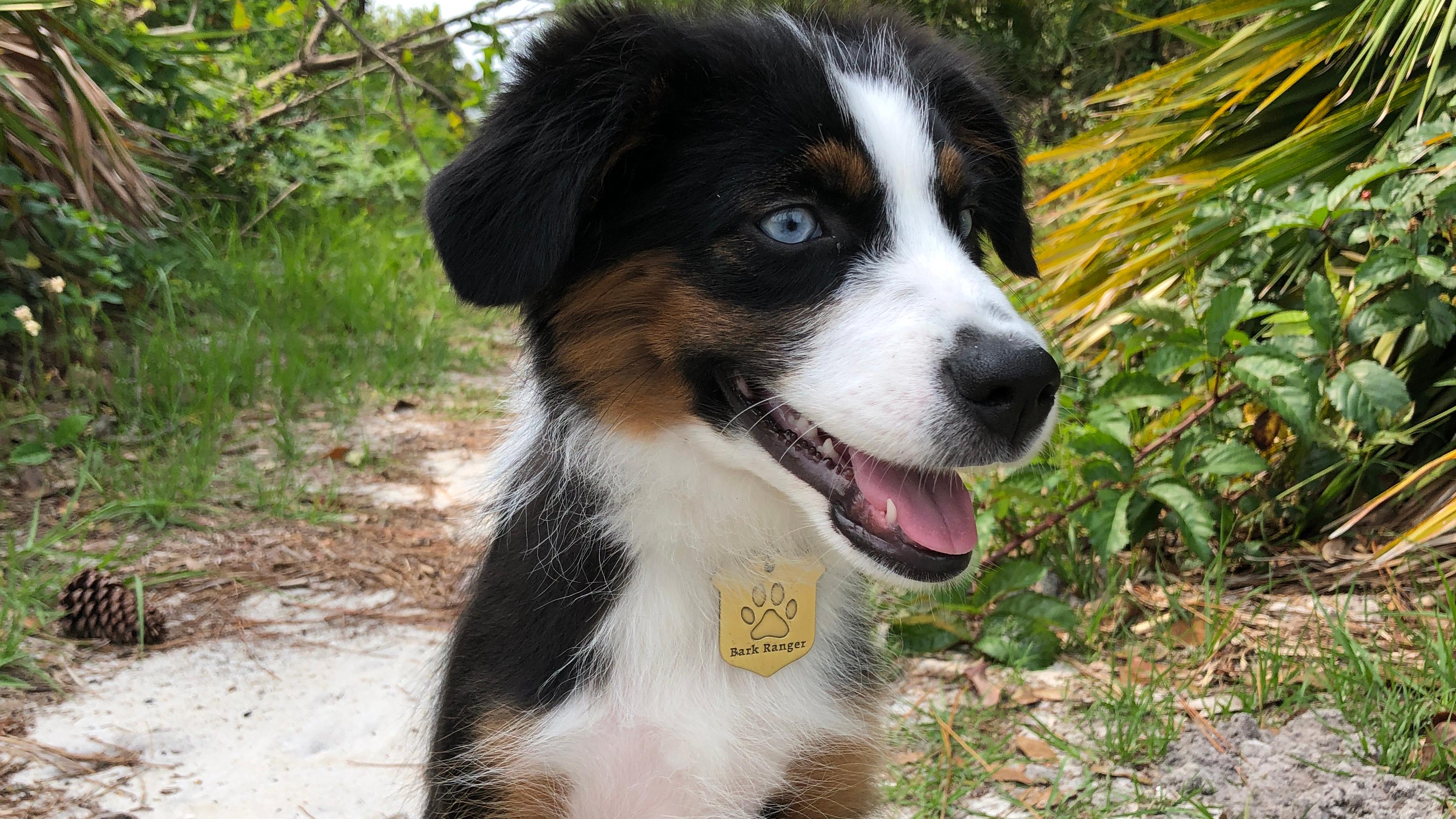 Dog on a trail BARK ranger