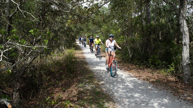 A bench sits under the shade of a tree on a sandy trail.