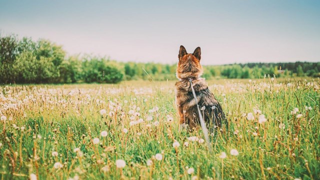 Florida Area Dog Parks