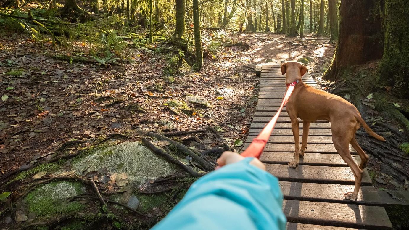 Mississippi Area Dog Parks