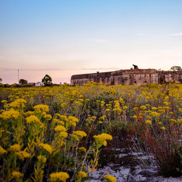Yellow flowers cover the foreground, a fort stands in the background.