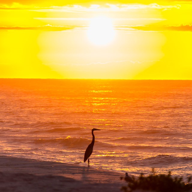The sun sets of the Gulf of Mexico with a sandy beach and a bird in the foreground.