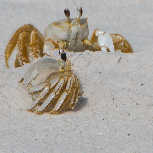 Close-up photo of two white crabs on a bright white beach.