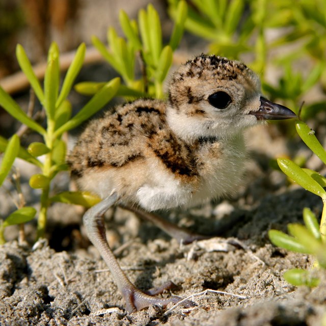 A small wilson's plover chick stands among small plants.