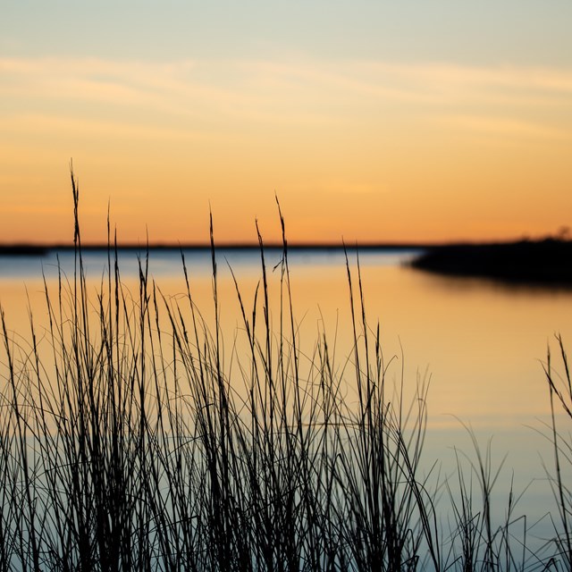 Grass with water