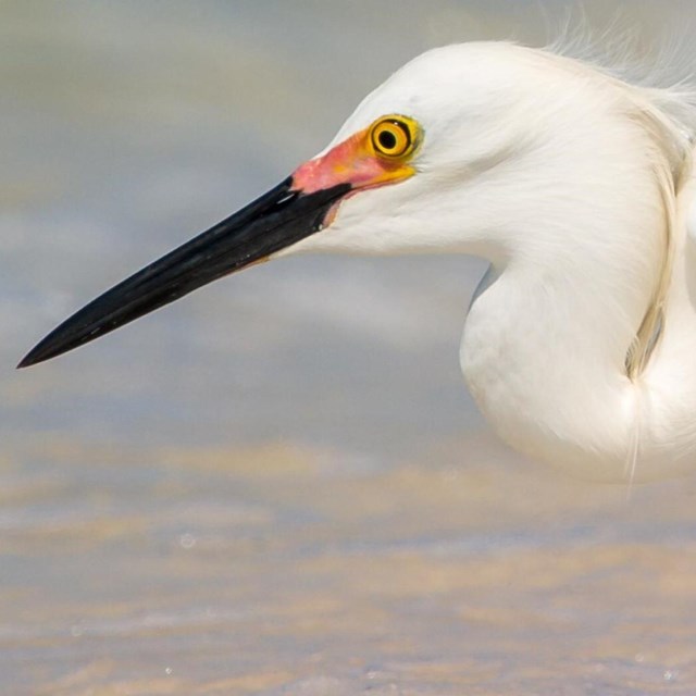 A white bird dips its beak toward the surf along a sandy beach.
