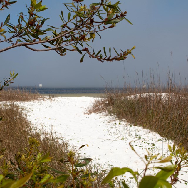 A green tree branch frames a white sand path that leads to blue water in the background.