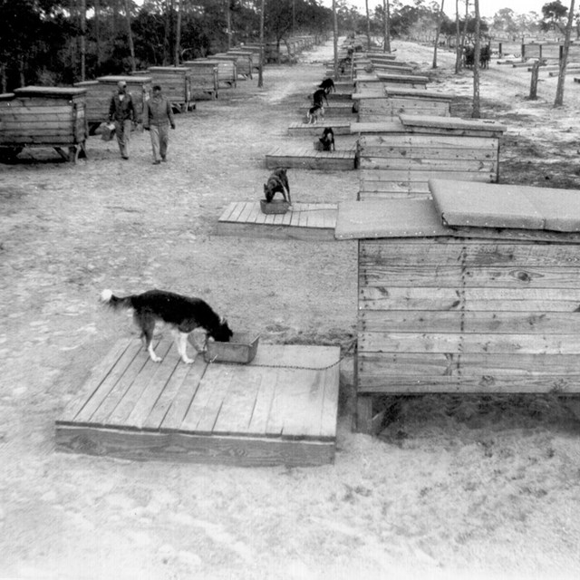 A black and white image with rows of dog kennels, several dogs can be seen.