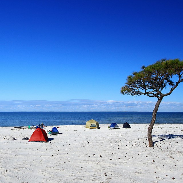 Tents set up along a white sand beach, a solitary tree stands near the tents.