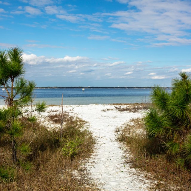 A green tree branch frames a white sand path that leads to blue water in the background.