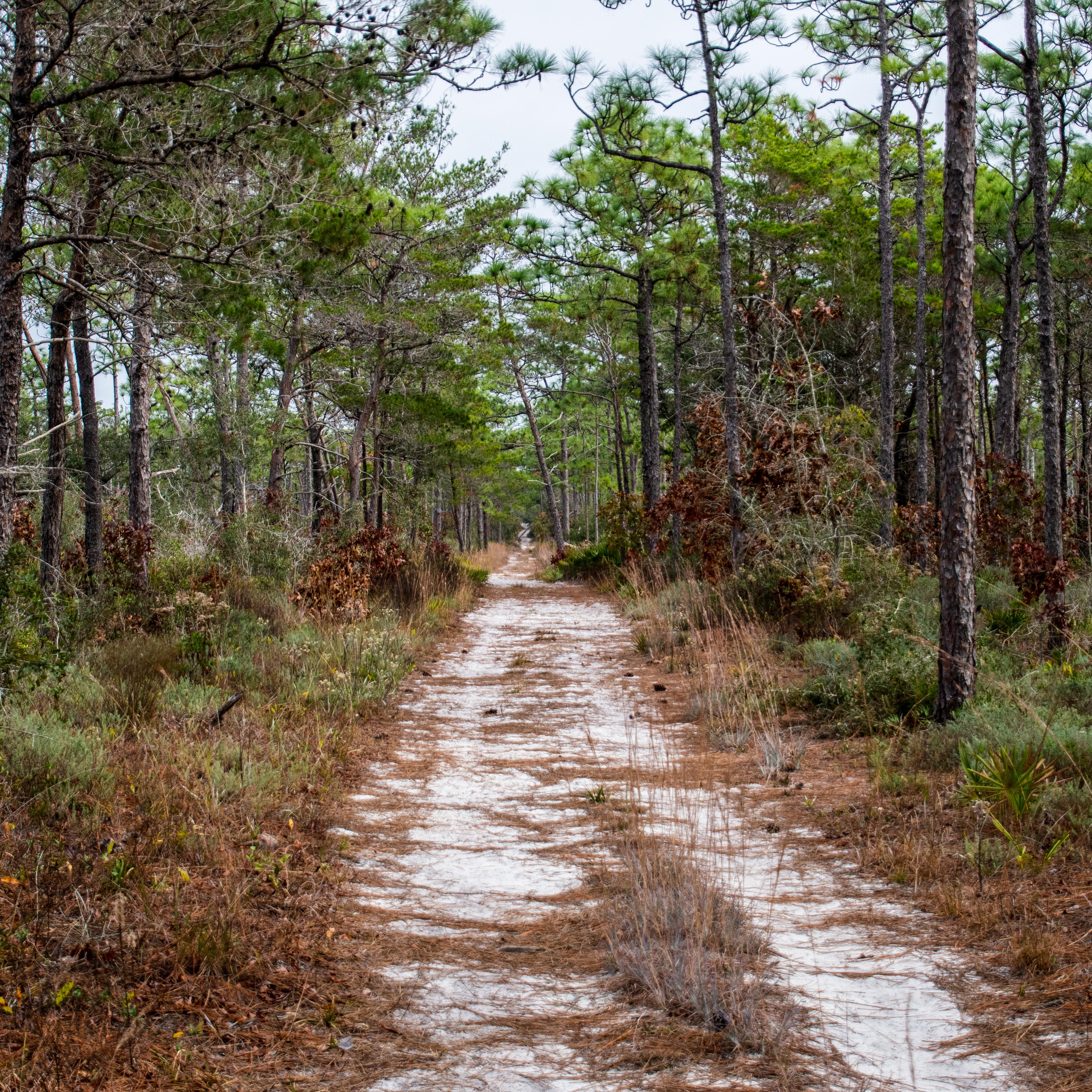 A sandy path winds lined with pine needles trails into the forest.