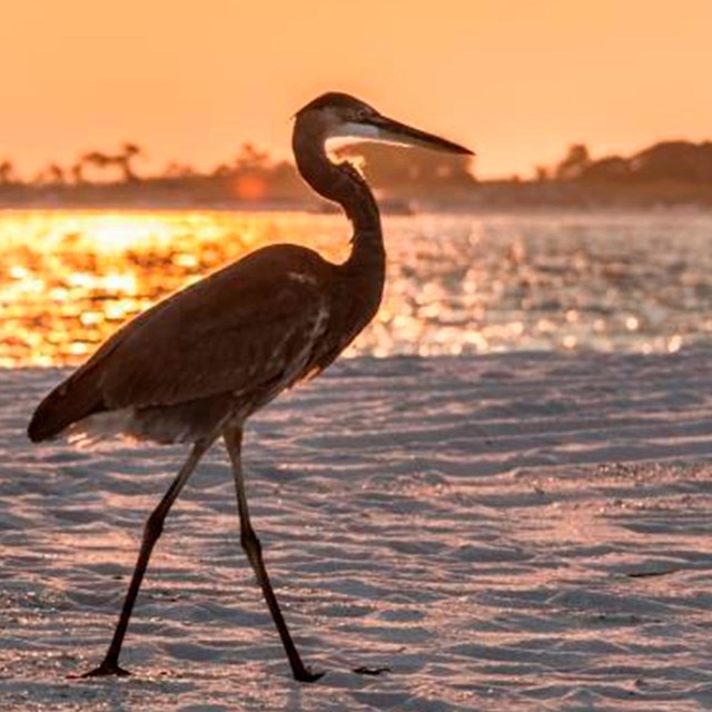 A great blue heron walks on a white sand beach as the sun sets in the background.