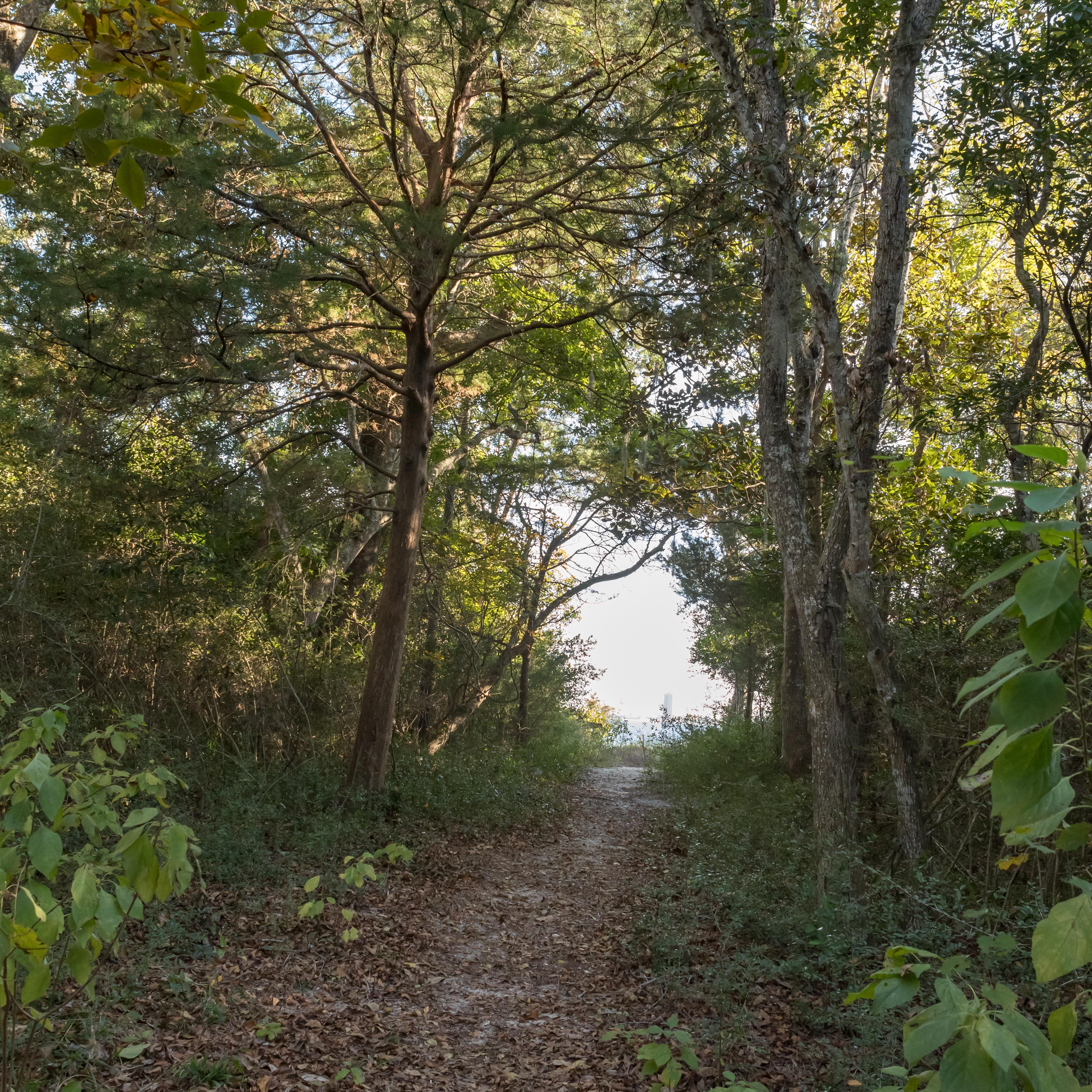 Dirt path cutting through a forest of thick green trees.