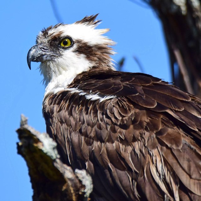 Close up image of an osprey in profile on a tree.