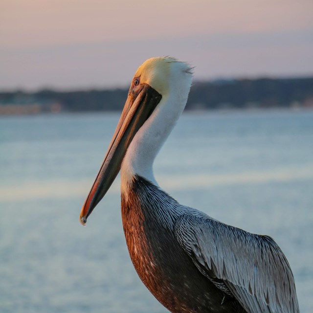 A pelican sits on a piling over water at sunset.