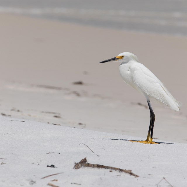 A white egret with black and yellow legs on a white sand beach.